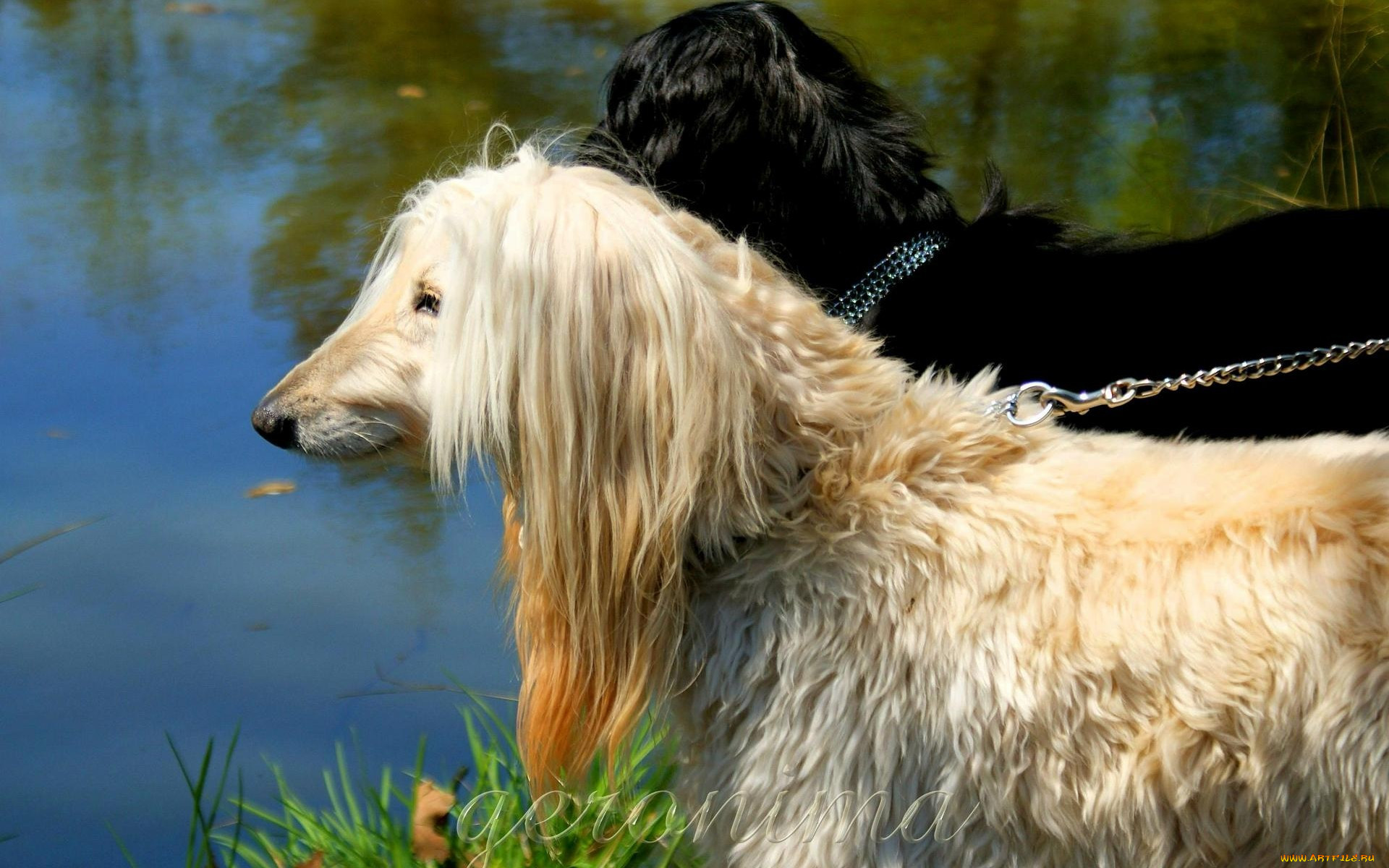 , geronima, , , afghan, hound
